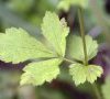 Feuille caulinaire