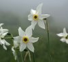 11.les feurs DB