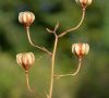fruits