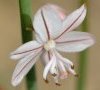 fleur