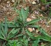 Feuilles : rosette © ET