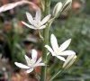 début de floraison