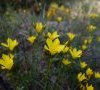 Fleur © ET