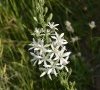11.inflorescence