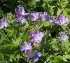 fleur groupée