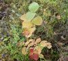 Plante en automne © ET