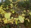 Plante en automne © ET