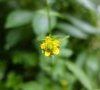 Fleur © ET