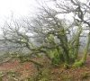 Hêtres tortueux dans la Montagne noire