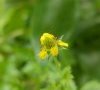 Fleur © ET
