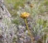 fin de floraison