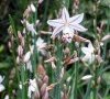 rameaux en bouton et fleur