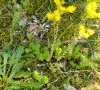 Feuille © ET