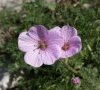 Fleurs © DB