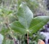 Feuille vue de dessus