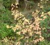Plante en automne © ET
