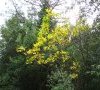 En automne