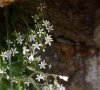 Fleurs © ET