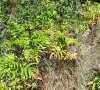 Plante entière (fin été)