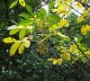 Feuilles © ET