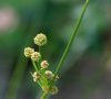 inflorescence