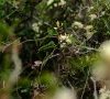 Inflorescence © ET