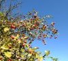 Fruits © ET