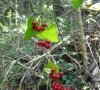 Fruits © ET