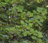 branches et feuilles