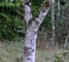 tronc de l'arbre