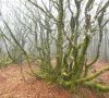 Hêtres tortueux dans la Montagne noire