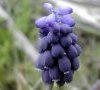 inflorescence