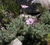 Boutons et fleurs © DB