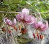 inflorescence