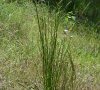 plante entière