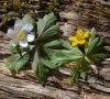 A. nemorosa et A. ranunculoides