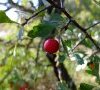 Fruits © ET
