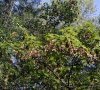 arbre en fruit