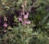 inflorescence