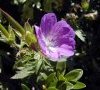 fleur