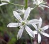 fleurs
