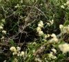 Inflorescence © ET