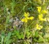 Inflorescence © ET