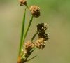 inflorescence