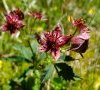 Fleurs © ET