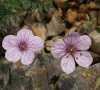 Fleurs © DB