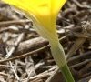 spathe