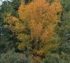 silhouette de l'arbre en automne
