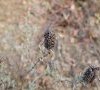 Plante en automne © ET