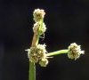 inflorescence